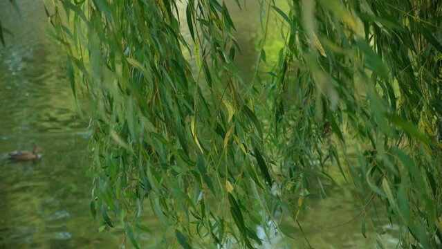 Weeping willow branches on pond background in early autumn close-up in the wind.
