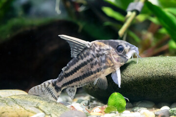 Schwartz's catfish - Corydoras schwartzi