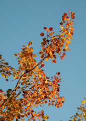 autumn leaves against blue sky