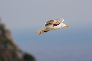 Obraz premium Seagull in Portovenere, La Spezia