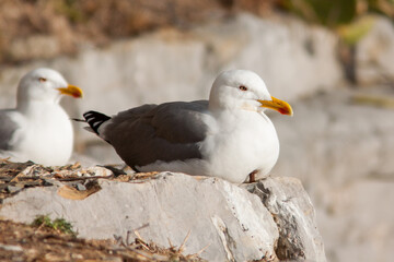 Seagull in Portovenere, La Spezia