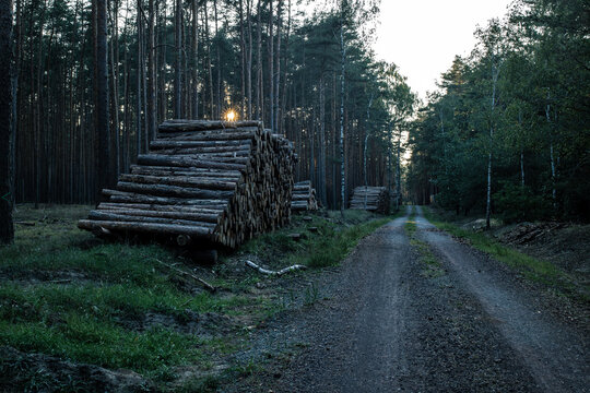 wycinka