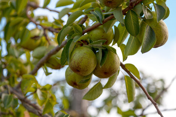 Pear tree with fruits
