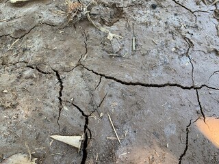 Macro shot of soil or dry leaves