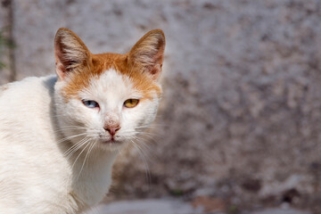 A white and brown cat with one blue and one brown eye. A condition called heterochromia causes the iris to be different colors.