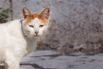 A white and brown cat with one blue and one brown eye. A condition called heterochromia causes the iris to be different colors.