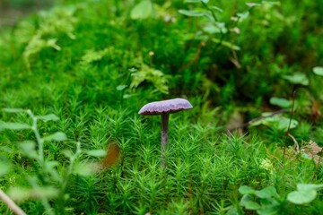 mushrooms in the woods of Austria