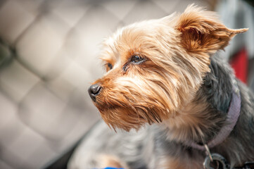 Portrait of a cute Yorkshire Terrier in San Francisco, CA