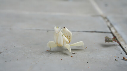 Grasshoppers on a tile floor with papaya leaves and stems in the background, Indonesia.