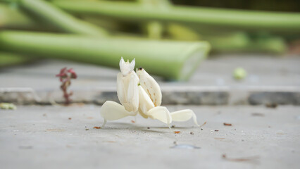 Grasshoppers on a tile floor with papaya leaves and stems in the background, Indonesia.