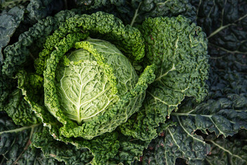 Green savoy cabbage growing in the ground in a farm 