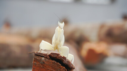 Praying mantis on a piece of wood, Indonesia.