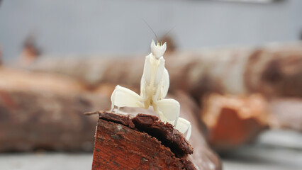 Praying mantis on a piece of wood, Indonesia.