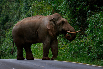 full body of beautiful ivory male elephant in khaoyai national park thailand, khao yai is one of most popular natural sanctuary in thailand