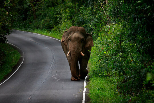 wild male elephant with ivory on road in khao yai national park ,khaoyai national park is one of most important natural sanctuary in thailand and south east asia