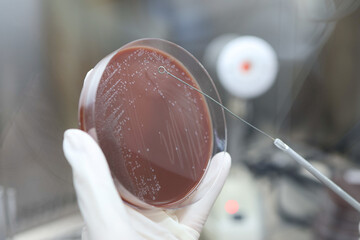 A research laboratory Streak colony on a petri dish in microbiology lab for antibiotic resistance,...