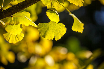 Colorful leaves in autumn, october.