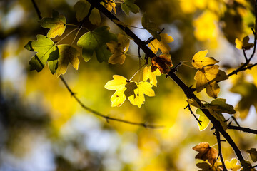 Colorful leaves in autumn, october.