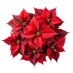 Red poinsettia flower isolated on white transparent background, PNG. Christmas plant top view