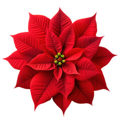 Christmas plant, red poinsettia flower isolated on white transparent background, PNG