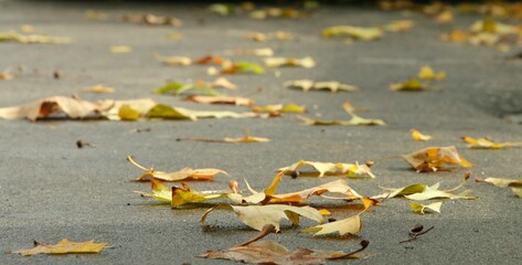 hojas  secas caidas al suelo producto del otoño