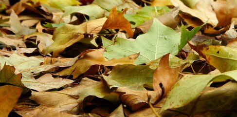 hojas secas caidas al suelo fruto del otoño