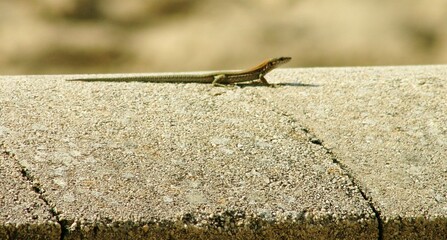 reptil tomando el sol sobre una piedra