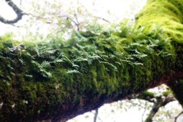 tronco de arbol tupido de helechos