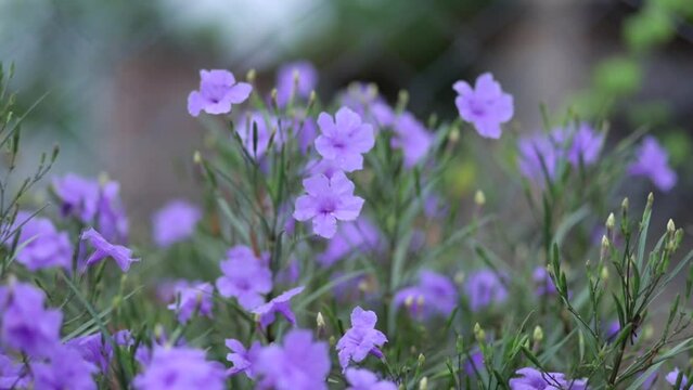  Lavender. Purple flowers. Provence. Blooming lavender in a garden