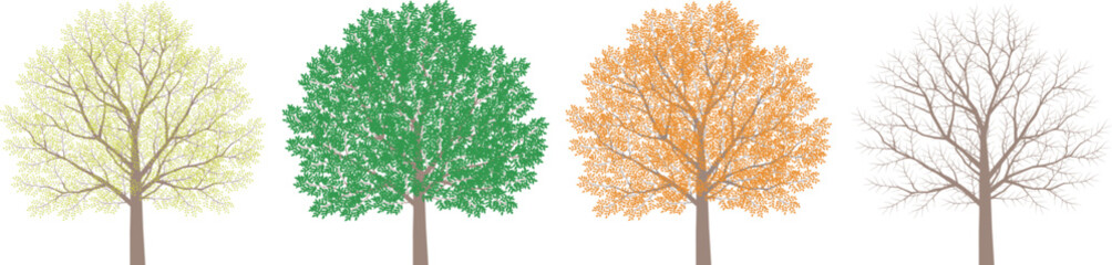 樹木の春夏秋冬四季の変化のイラスト