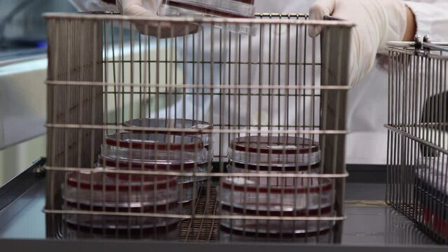 A research laboratory checking a petri dish in microbiology lab before storage on rack, Drug resistant gonorrhea, 4K footage.