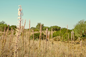 Macchia mediterrania in estate