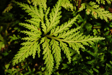 Nature scene of Single tropical leaf of Trichomanes speciosum , commonly known as Killarney fern with Blurred background © kittinit