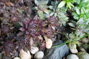 The common houseleek (latin name Sempervivum tectorum) plant, growing in the garden in summer