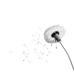 dandelion, flower, nature, wind, plant, seed, vector, white, summer, sky, seeds, illustration, 