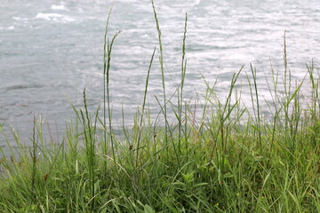 Vegetation on the banks of a river with clean fresh water.