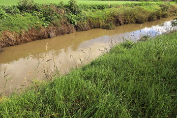 Vegetation on the banks of a river with clean fresh water.