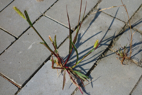 Weeds growing from the sidewalk
