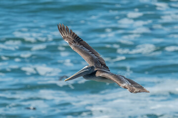 pelican flying in the sky