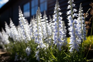 Veronica incants Silvery Spikes in a Cottage