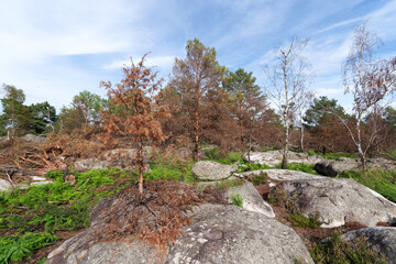 Apremont gorges after wildfire in Fontainebleau forest