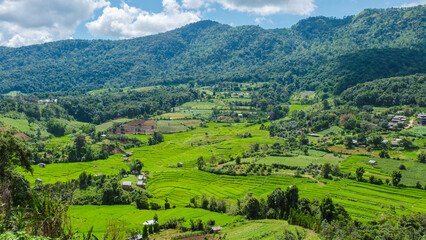 Obraz premium Rice Field in Chiangmai during the green rain season, Thailand. Royal Project Khun Pae Northern Thailand