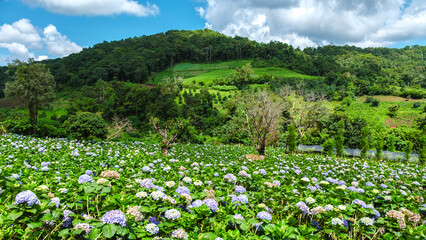 Hortensia hydrangea flower field in Chiangmai during the green rain season, Thailand. Royal Project...