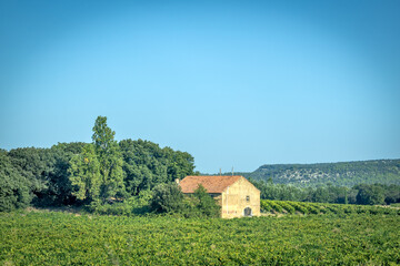 vue de champs de vignes en le sud de la France - obrazy, fototapety, plakaty