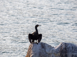 cormorant in the gulf of la spezia