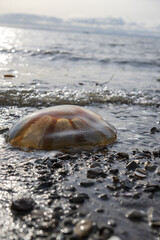 Fototapeta na wymiar jellyfish on the seashore
