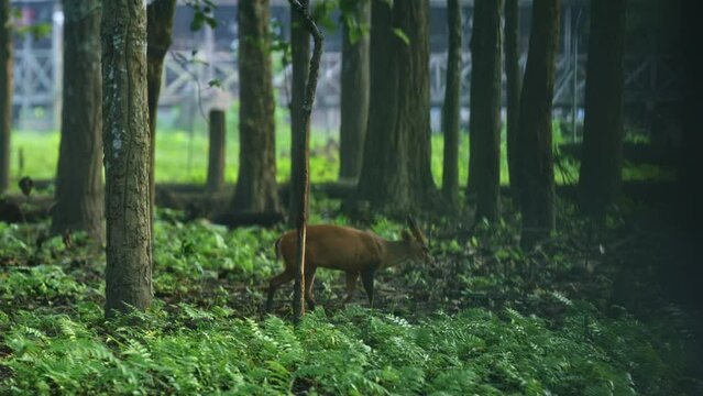 Deer In Nepal Walking Through Forest - Wide, panning shot