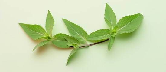 Two Stevia leaves isolated on a isolated pastel background Copy space