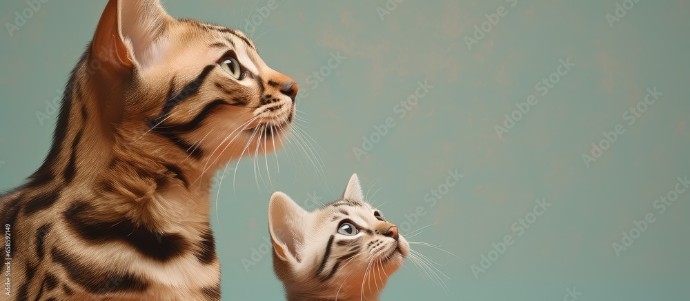Poster Two Bengal felines parent and offspring not facing forward Separated on a isolated pastel background Copy space
