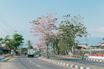 Pink poui flower or rosy trumpet tree (Tabebuia rosea) blooming on the street of Salatiga, Indonesia.